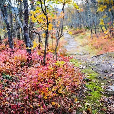 Arctic Retreat - Lovely Surrounded By Spectacular Nature